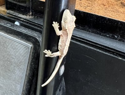 画像5: クレステッドゲッコー　リリーホワイトNo.4