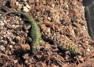 画像1: マラカイトハリトカゲ　ペア