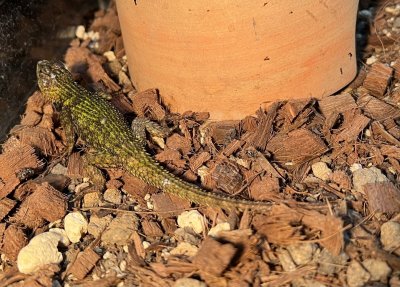 画像6: マラカイトハリトカゲ　ペア