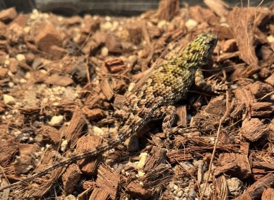 画像9: マラカイトハリトカゲ　ペア