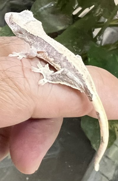 画像4: クレステッドゲッコー　リリーホワイトNo.2