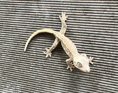 画像3: クレステッドゲッコー　リリーホワイトNo.4