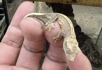 画像4: クレステッドゲッコー ハーレクインNo.4