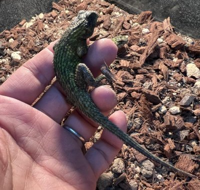 画像2: マラカイトハリトカゲ　ペア