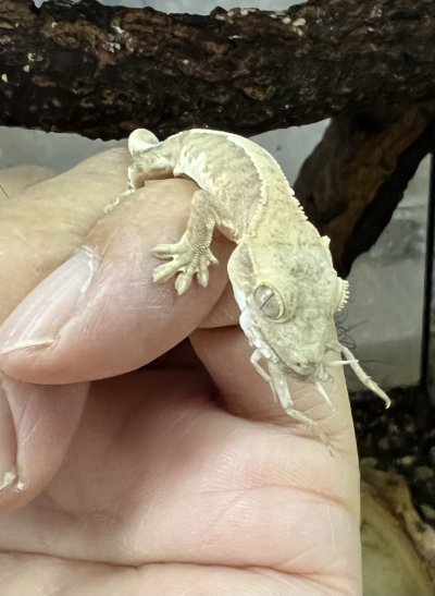 画像5: クレステッドゲッコー　リリーホワイトNo.3