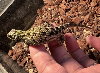 画像4: マラカイトハリトカゲ　ペア