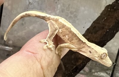 画像1: クレステッドゲッコー　リリーホワイトNo.3