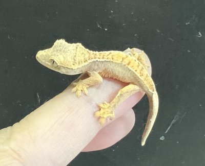 画像4: クレステッドゲッコー ハーレクインNo.3