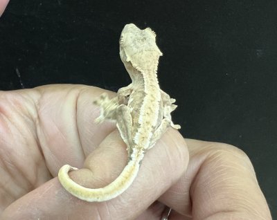画像3: クレステッドゲッコー　リリーホワイトNo.3