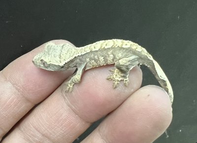 画像1: クレステッドゲッコー ハーレクインNo.5