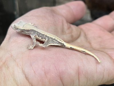 画像3: クレステッドゲッコー　リリーホワイトNo.2