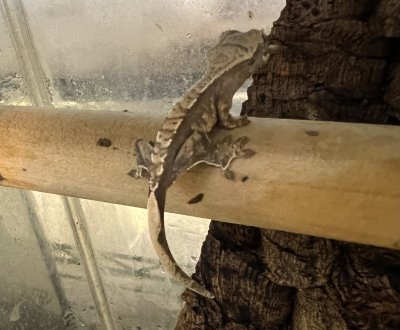 画像4: クレステッドゲッコー ハーレクインNo.5