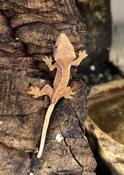 画像2: クレステッドゲッコー ハーレクインNo.3