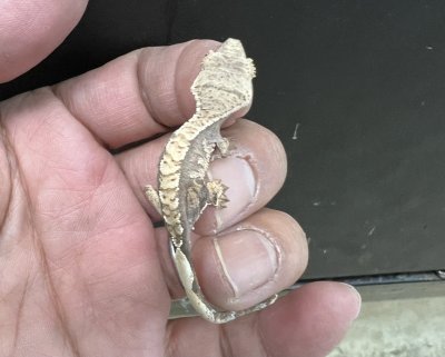 画像3: クレステッドゲッコー ハーレクインNo.5