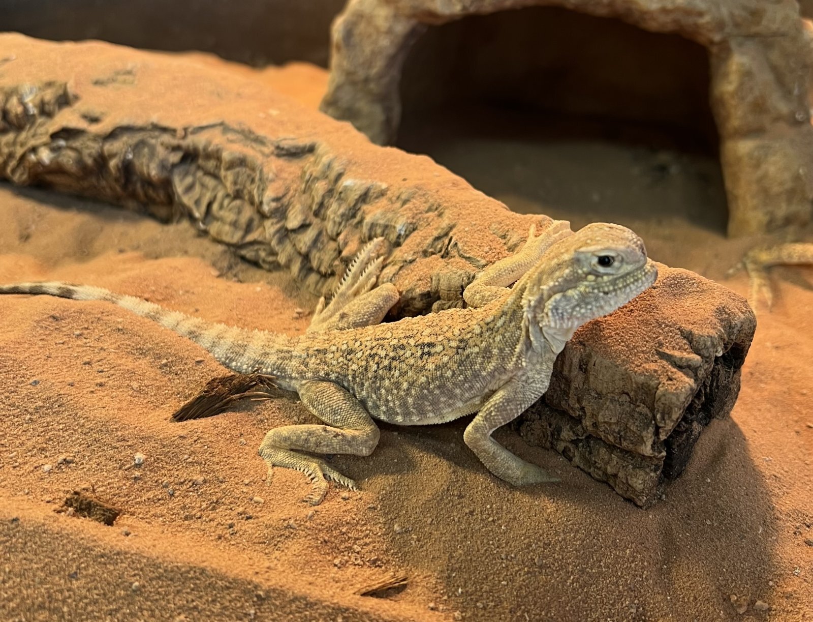 オオクチガマトカゲ、サンビームスネーク、アカメカブトトカゲ、モトイカブトトカゲ、クツワアメガエルが入荷しました。