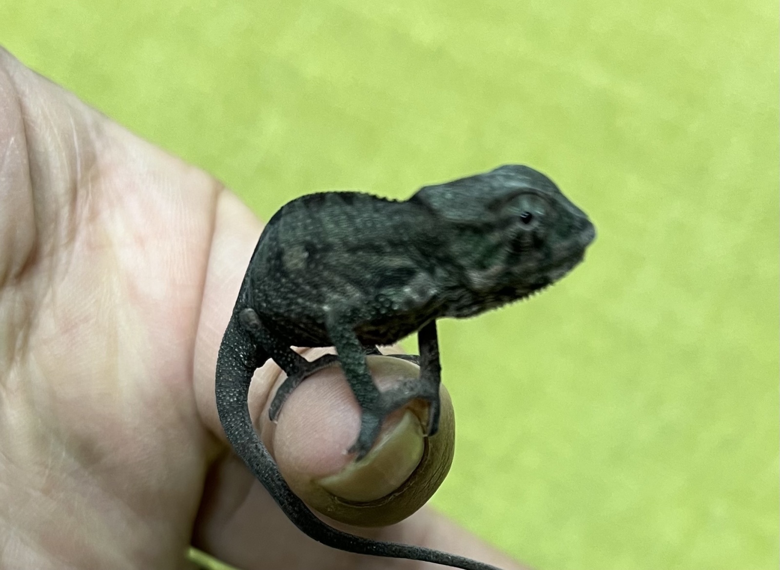 パンサーカメレオン　アンタラハが入荷しました。
