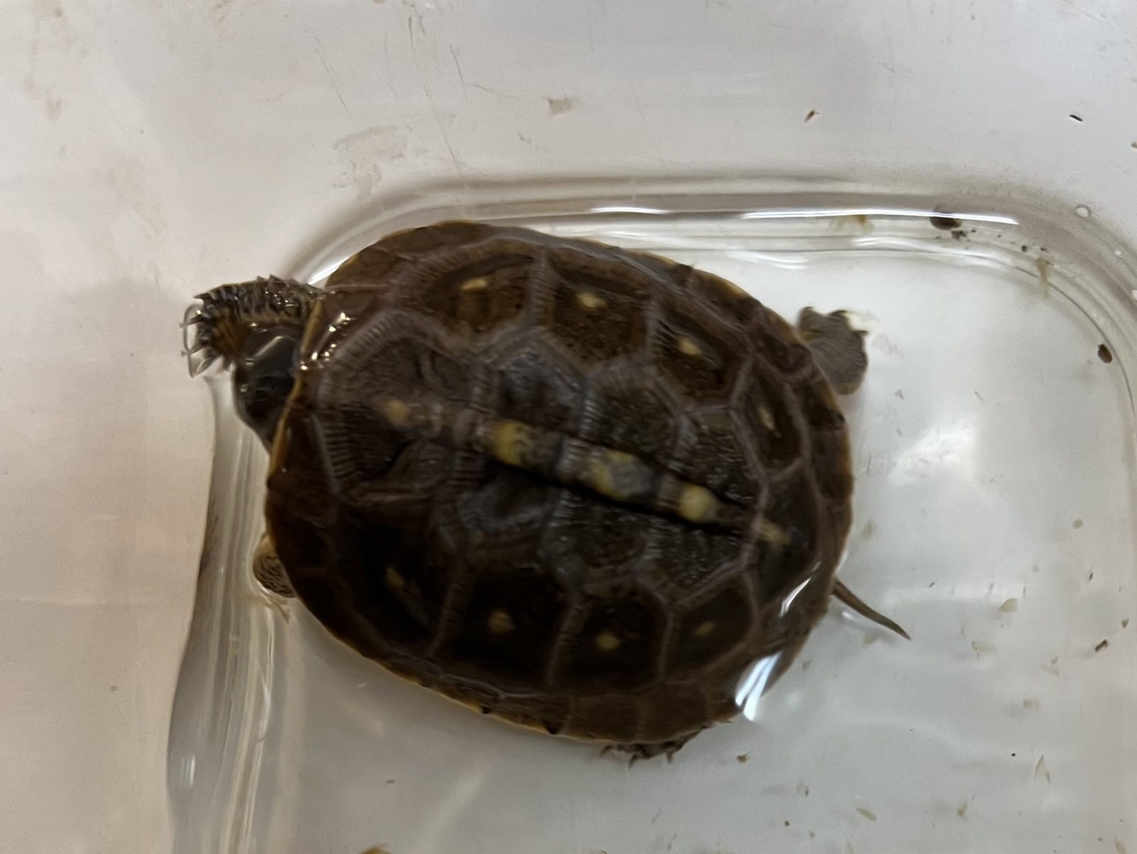 トウブハコガメが入荷しました。