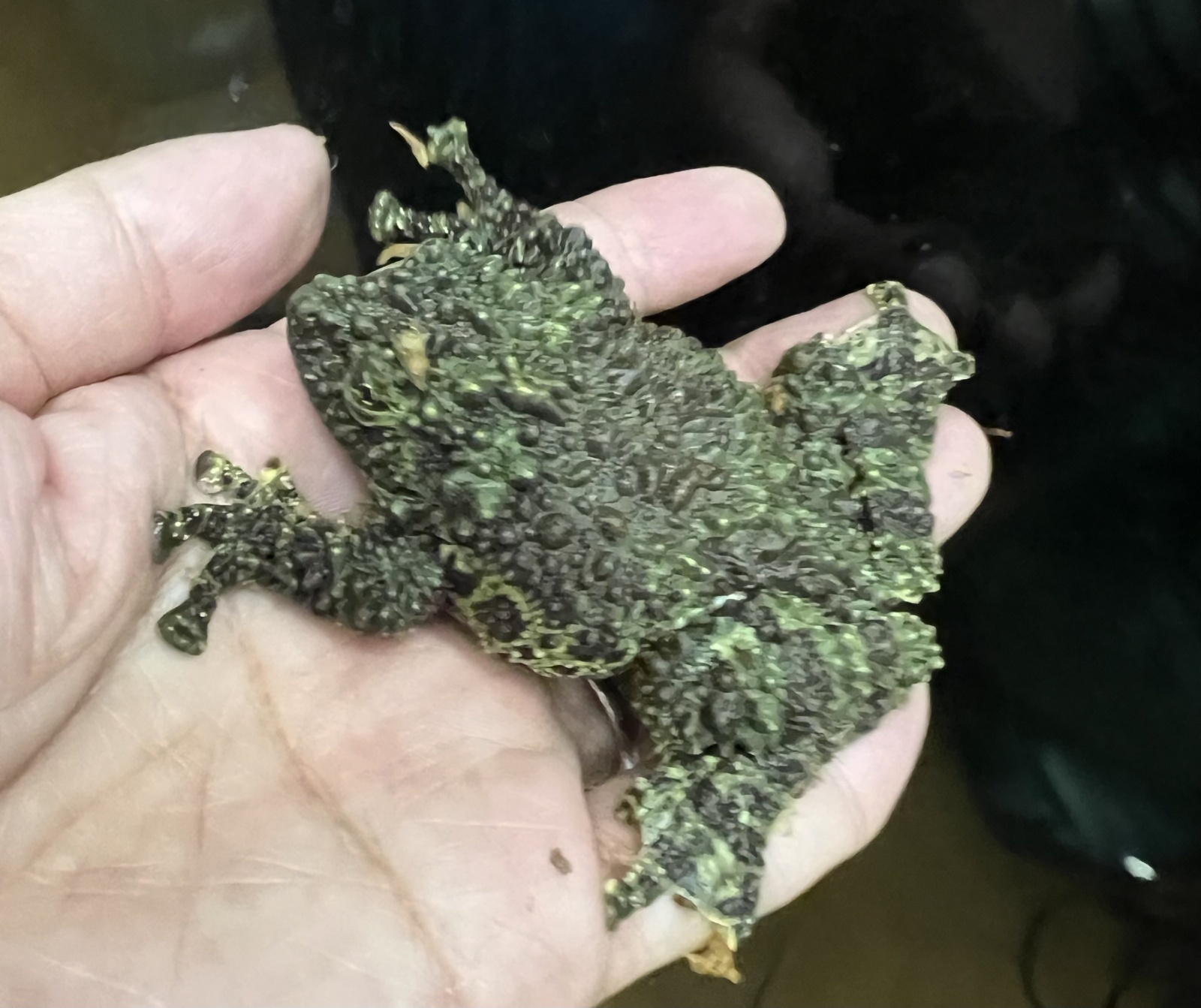 ベトナムコケガエル、ミルキーフロッグが入荷しました。