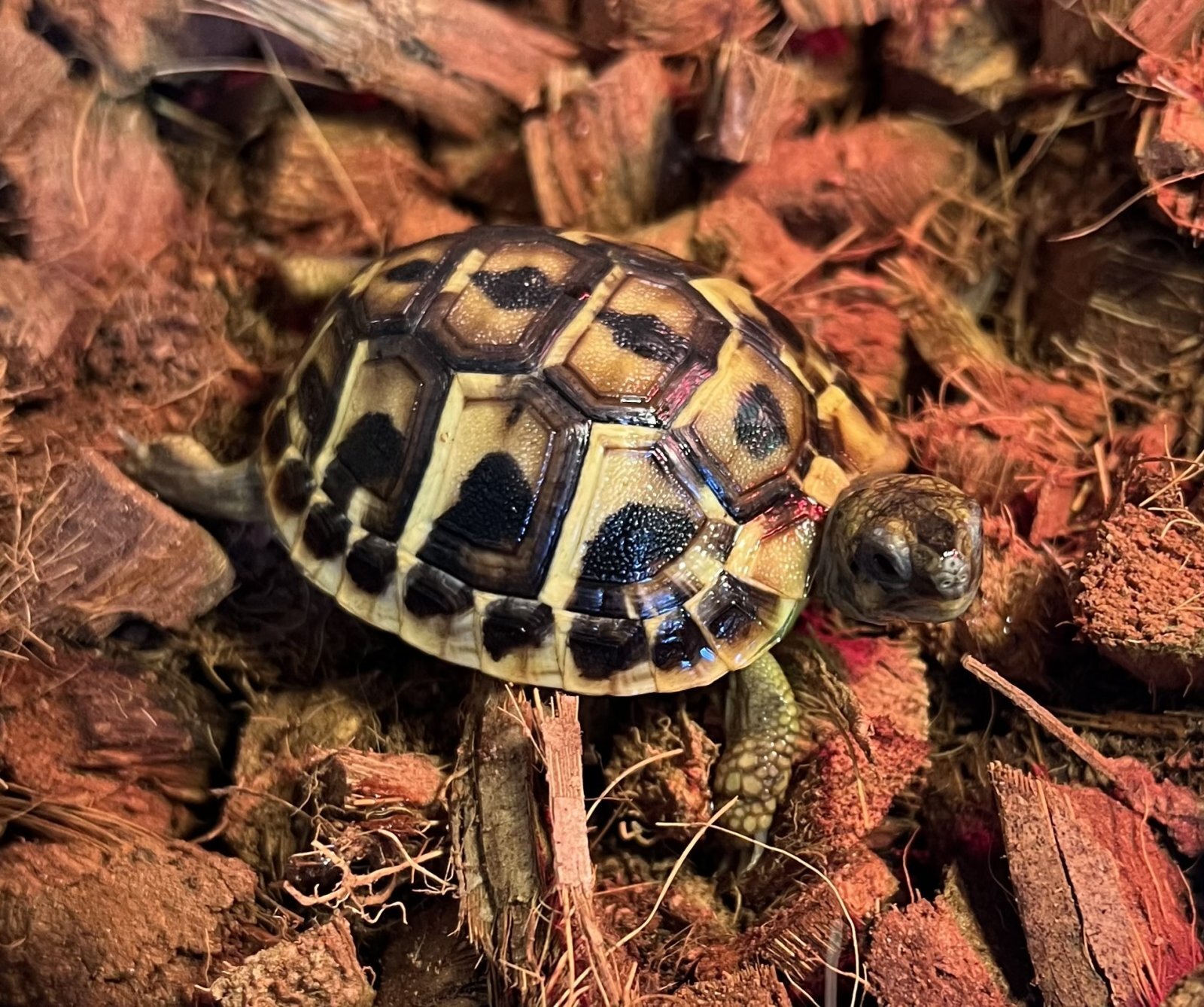 ニシヘルマンリクガメが入荷しました。