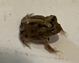 マラカイトハリトカゲ、チャコガエル、クラウンウェルツノガエル、エボシカメレオンが入荷しました。