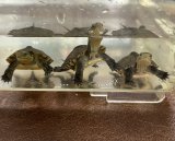 ヤエヤマイシガメが入荷しました。