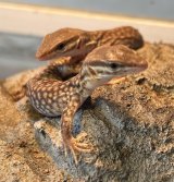 リッジテールモニターが入荷しました。