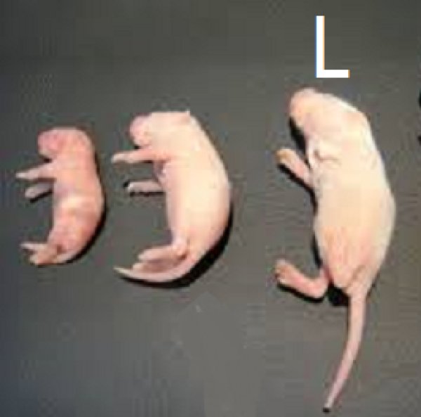 画像1: 国産冷凍ピンクマウス　Lサイズ　1匹単位 (1)