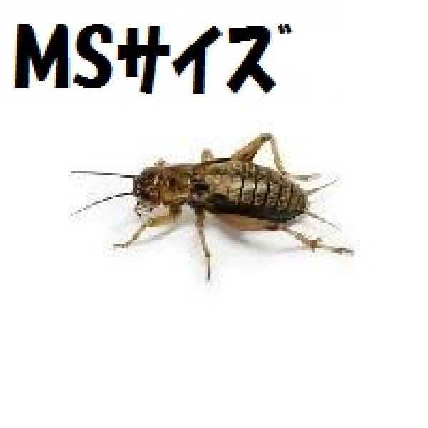画像4: こだわりのフタホシコオロギ　Sサイズ　10匹単位　 (4)