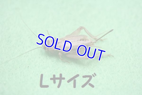 画像1: こだわりのヨーロッパイエコオロギ　Lサイズ　10匹単位　 (1)