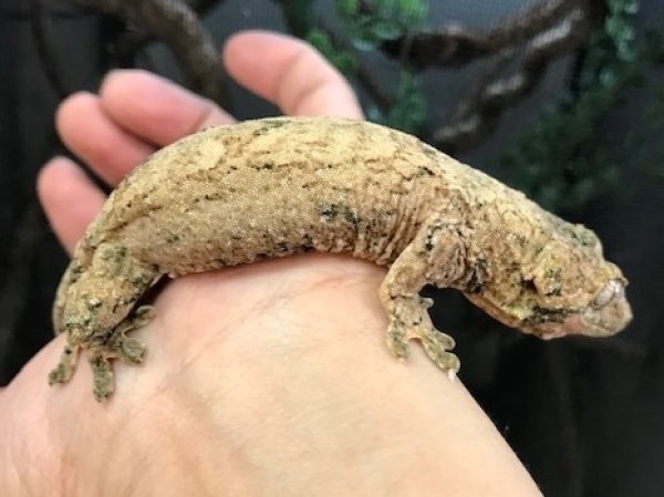 画像2: マモノミカドヤモリ　パイン♂ (2)