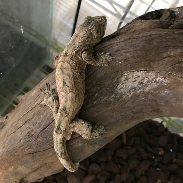 画像6: マモノミカドヤモリ　パイン♂ (6)