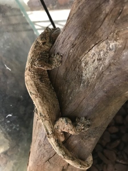 画像5: マモノミカドヤモリ　パイン♂ (5)