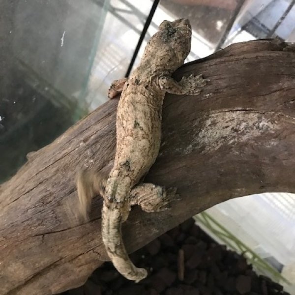 画像7: マモノミカドヤモリ　パイン♂ (7)