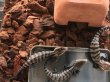 画像3: 生パインバーク【約1.5Kg】爬虫類用床材 (3)