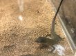 画像5: ニホンカナヘビ 　 (5)