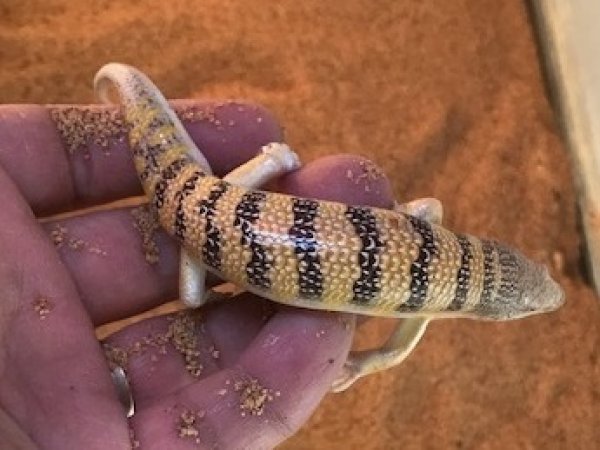 画像4: サンドフィッシュスキンク (4)