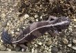 画像3: ニシアフリカトカゲモドキ　WC♂ No.1 (3)