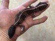 画像1: ニシアフリカトカゲモドキ　WC♂ No.1 (1)