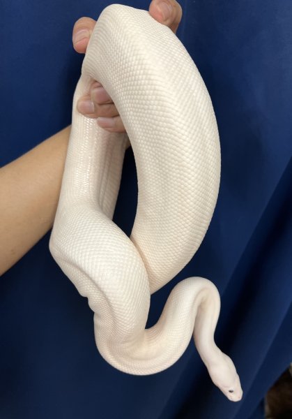 画像2: ボールパイソン　ホワイトパイ♀ (2)