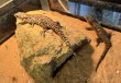 画像3: ヒナタヨロイトカゲ　 (3)