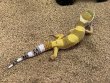 画像5: ヒョウモントカゲモドキ　スーパーハイポタンジェリン (5)