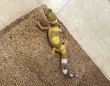 画像3: ヒョウモントカゲモドキ　スーパーハイポタンジェリン (3)