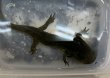 画像2: トウブタイガーサラマンダー　ウォータードッグ (2)