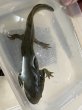 画像5: トウブタイガーサラマンダー　ウォータードッグ (5)