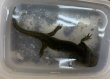 画像3: トウブタイガーサラマンダー　ウォータードッグ (3)