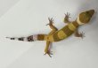 画像2: ヒョウモントカゲモドキ　スーパーハイポタンジェリン (2)