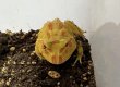画像5: クラウンウェルツノガエル　アルビノ　 (5)