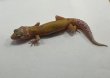 画像2: ヒョウモントカゲモドキ　アプター　 (2)