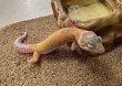 画像7: ヒョウモントカゲモドキ　アプター　 (7)
