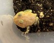 画像3: クラウンウェルツノガエル　レモン　 (3)